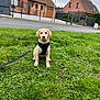 dog, puppy, labrador, grass, leash, harness, flower, petal, suburban, house, sidewalk, street, fence, outdoor, greenery, cute, animal, pet, canine, young