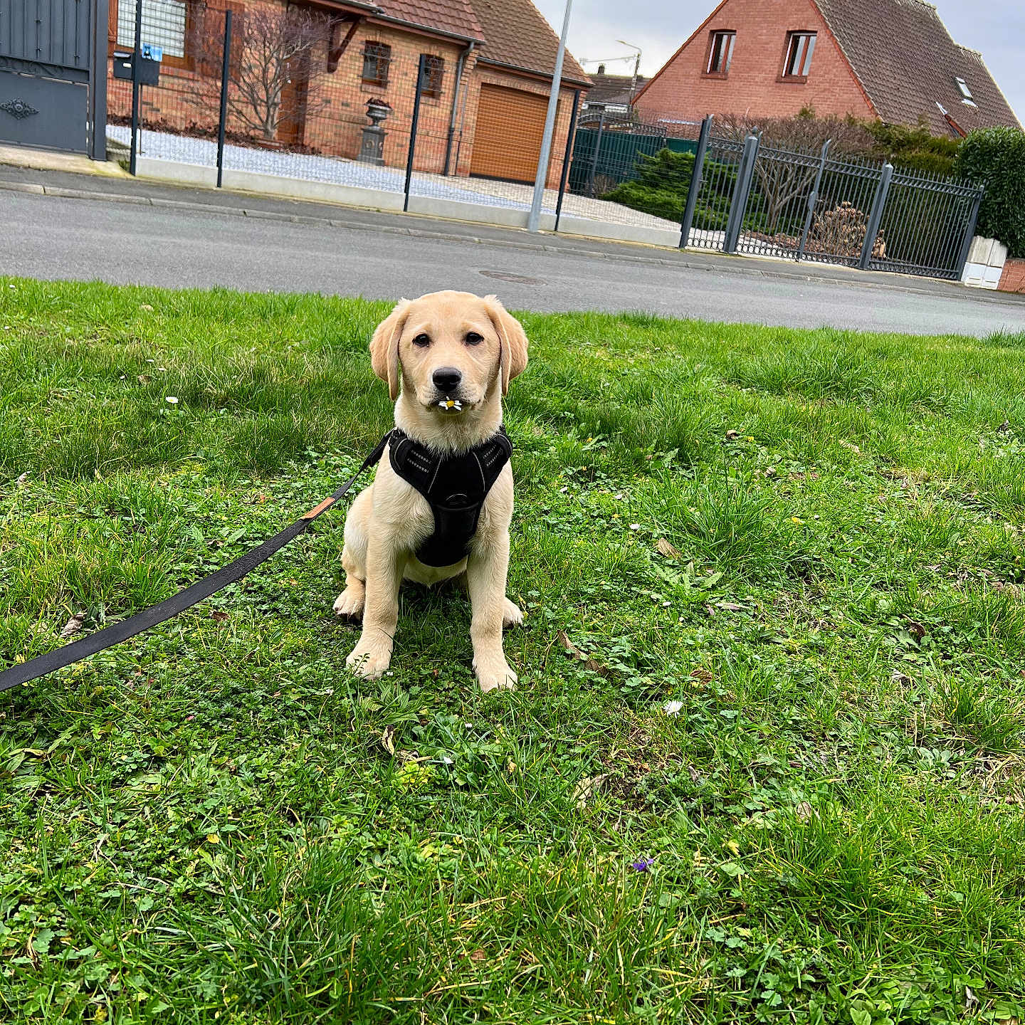 Luna participe au concours pour gagner de l'argent avec cette photo : animal, canine, cute, dog, fence, flower, grass, greenery, harness, house, labrador, leash, outdoor, pet, petal, puppy, sidewalk, street, suburban, young