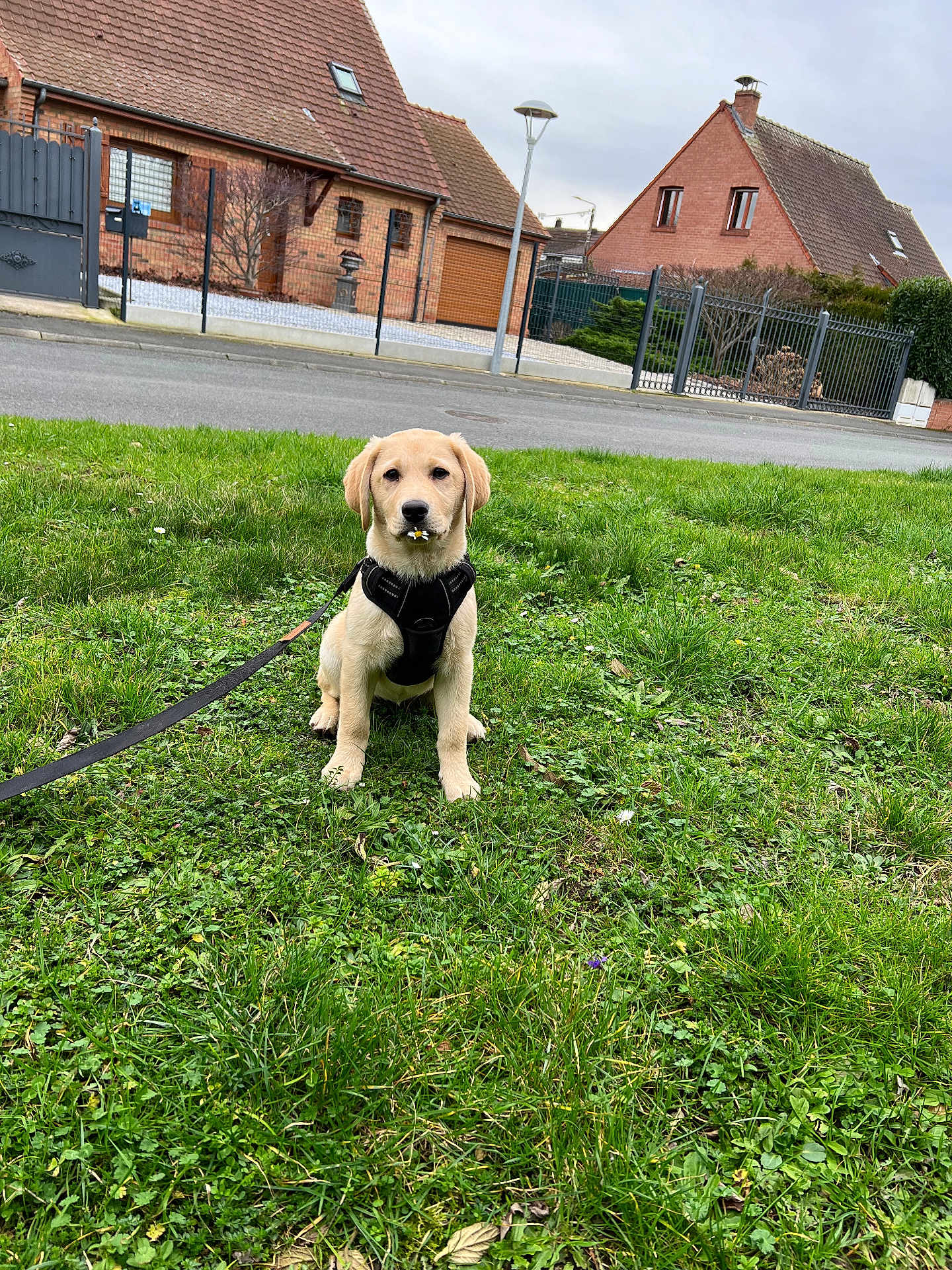 Luna participe au concours pour gagner de l'argent avec cette photo : dog, puppy, labrador, grass, leash, harness, flower, petal, suburban, house, sidewalk, street, fence, outdoor, greenery, cute, animal, pet, canine, young