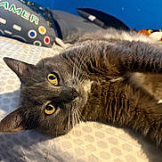 Crocodile is registered to the contest to win money with this photo: cat, gray_cat, yellow_eyes, pet, indoor, bed, bedding, pillow, gamer_pillow, blue_wall, fur, whiskers, closeup, relaxed, lying_down, cute, animal, feline, domestic_cat, cozy