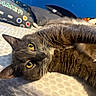 cat, gray_cat, yellow_eyes, pet, indoor, bed, bedding, pillow, gamer_pillow, blue_wall, fur, whiskers, closeup, relaxed, lying_down, cute, animal, feline, domestic_cat, cozy