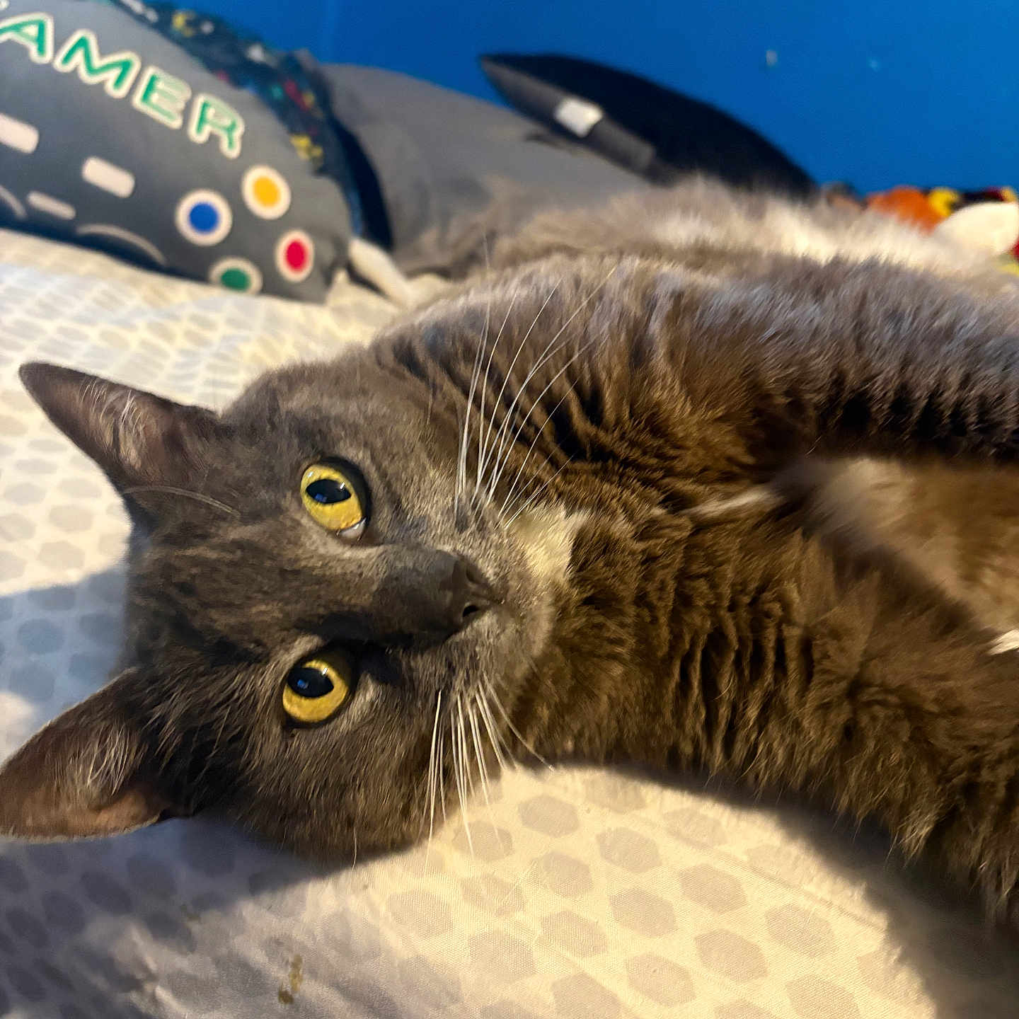 Crocodile is registered to the contest to win money with this photo: cat, gray_cat, yellow_eyes, pet, indoor, bed, bedding, pillow, gamer_pillow, blue_wall, fur, whiskers, closeup, relaxed, lying_down, cute, animal, feline, domestic_cat, cozy