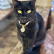 Night joined the competition — help win amazing prizes! black_cat, blurred_background, cat, close_up, collar, cozy, ears, fur, gaze, heart_pendant, indoor, jewelry, necklace, pet, portrait, shallow_depth_of_field, sitting, sofa, whiskers, yellow_eyes