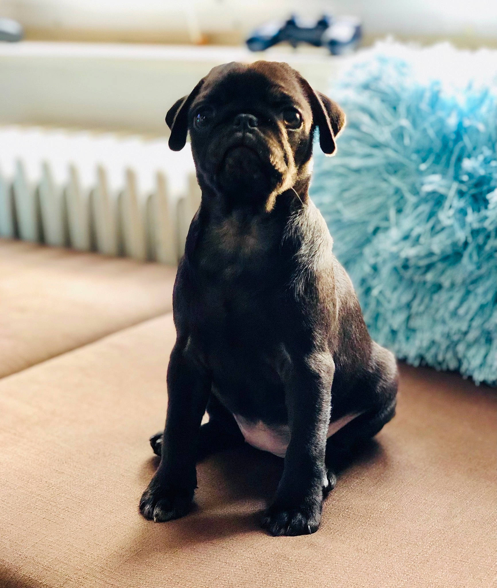 Carline a rejoint le concours — aidez-le/la à gagner de superbes lots ! ancient_dog_breeds, canidae, carnivore, companion_dog, dog, dog_breed, fawn, fur, guard_dog, liver, non_sporting_group, pet_supply, pug, snout, sporting_group, terrestrial_animal, toy_dog, whiskers, working_animal, wrinkle