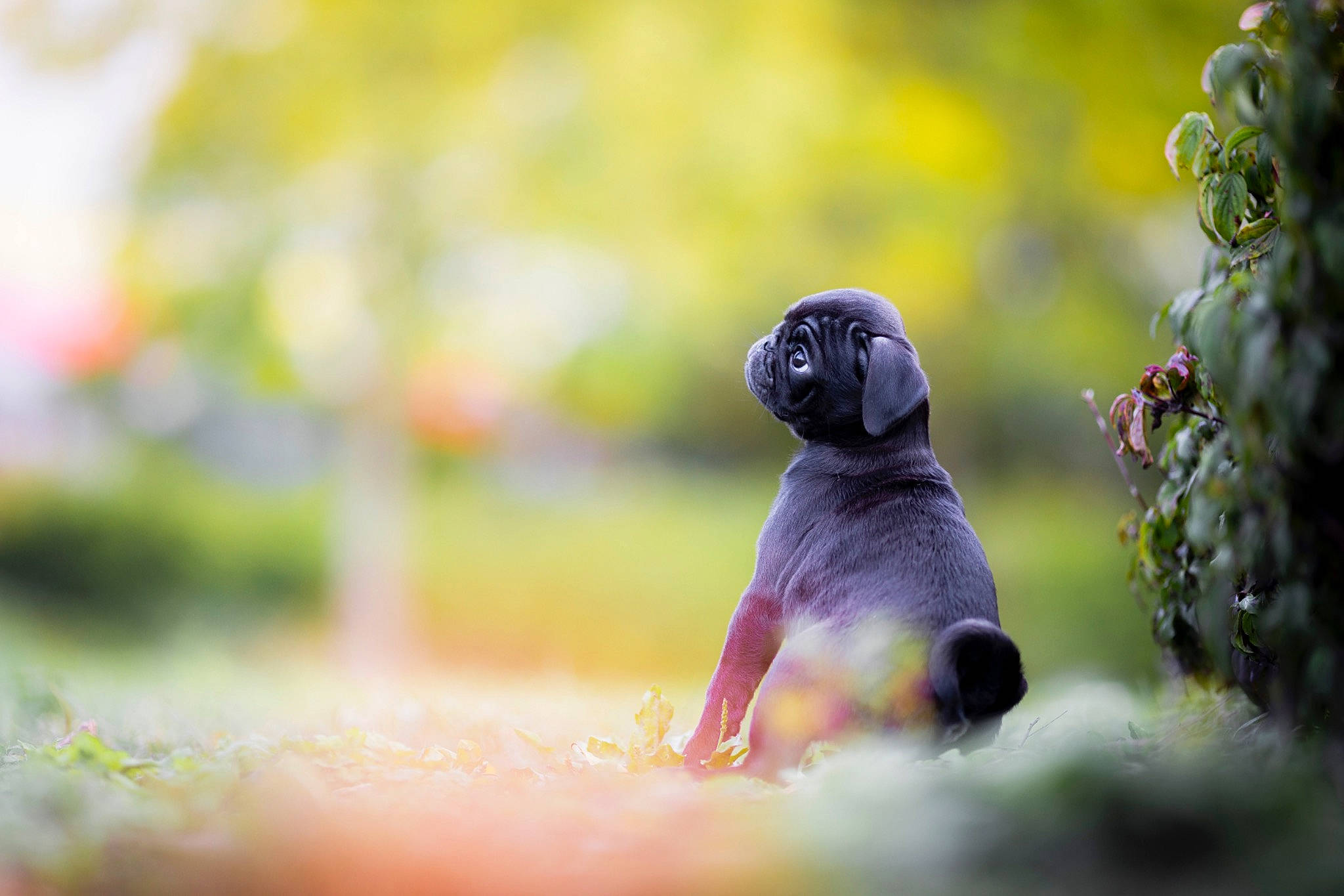 Carline a rejoint le concours — aidez-le/la à gagner de superbes lots ! beak, bird, flowering_plant, forest, fruit, grass, grassland, landscape, macro_photography, natural_landscape, plant, snout, soil, tail, terrestrial_animal, terrestrial_plant, tree, twig, wildlife, wood