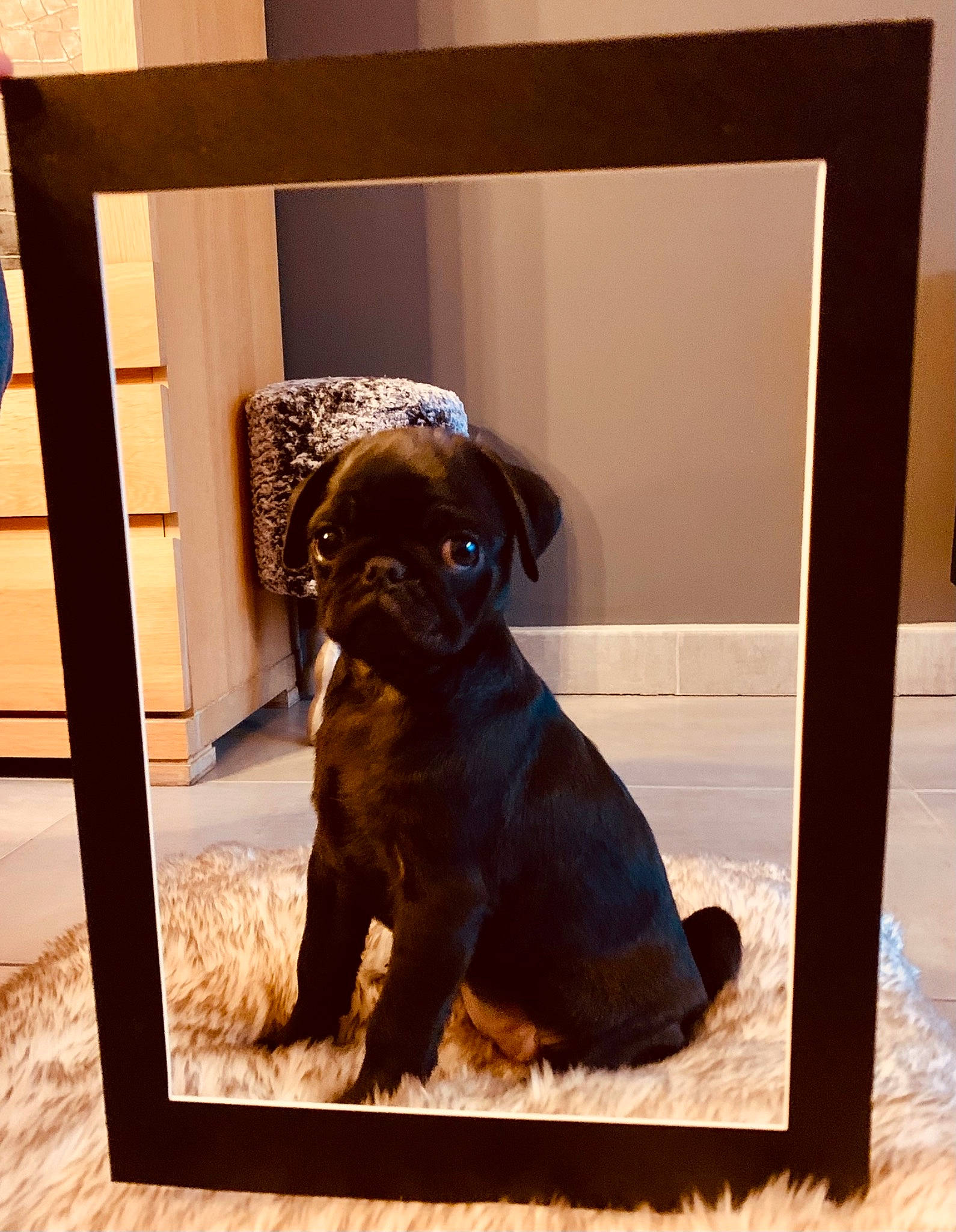 Carline participe au concours pour gagner de l'argent avec cette photo : brown, canidae, carnivore, companion_dog, dog, dog_breed, fawn, flooring, guard_dog, liver, pet_supply, rectangle, room, snout, sporting_group, tail, tints_and_shades, window, wood, working_animal