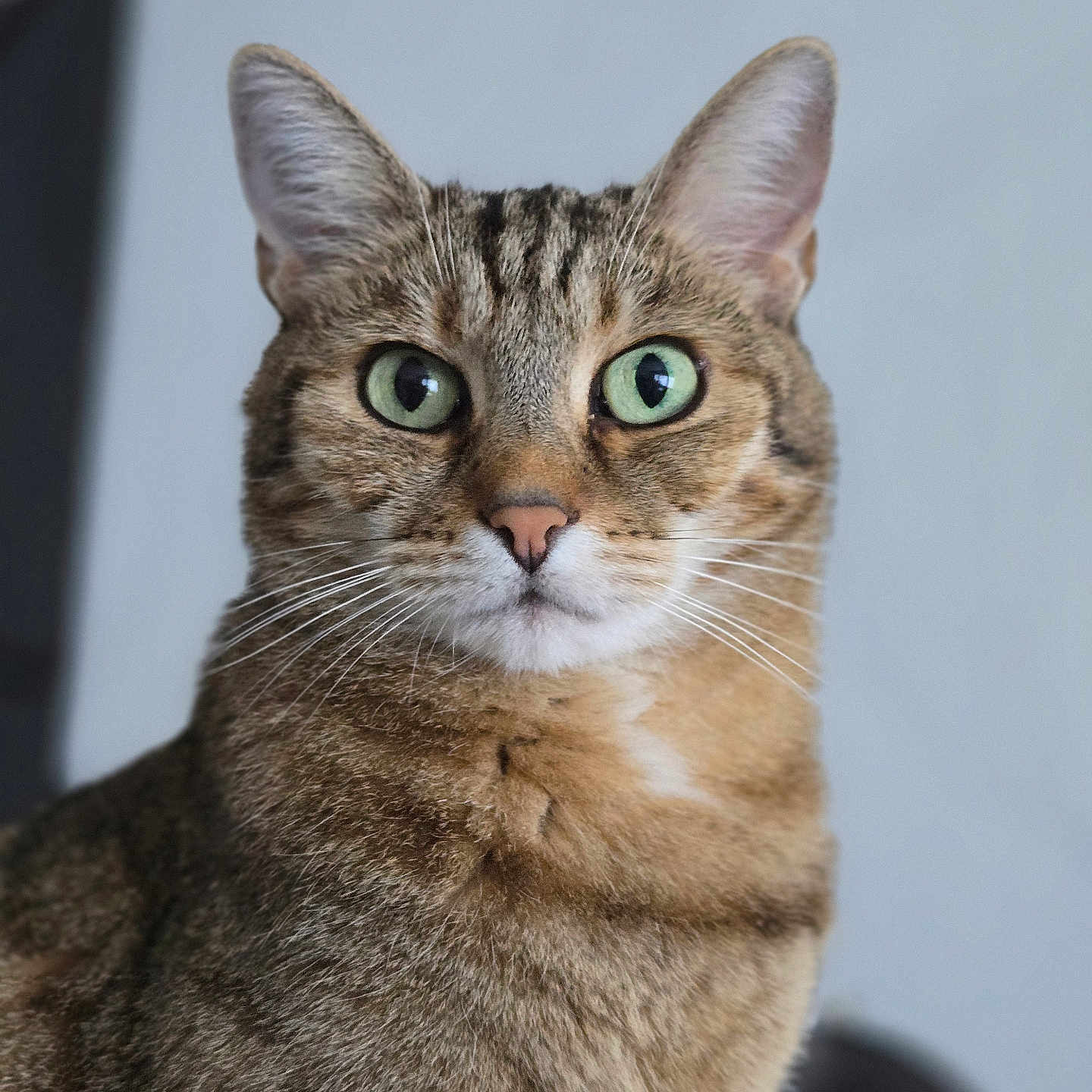 Nymphe a rejoint le concours — aidez-le/la à gagner de superbes lots ! animal, brown, cat, close_up, curious, domestic_cat, ears, face, feline, focused, fur, green_eyes, indoor, looking, mammal, pet, portrait, soft_background, tabby, whiskers