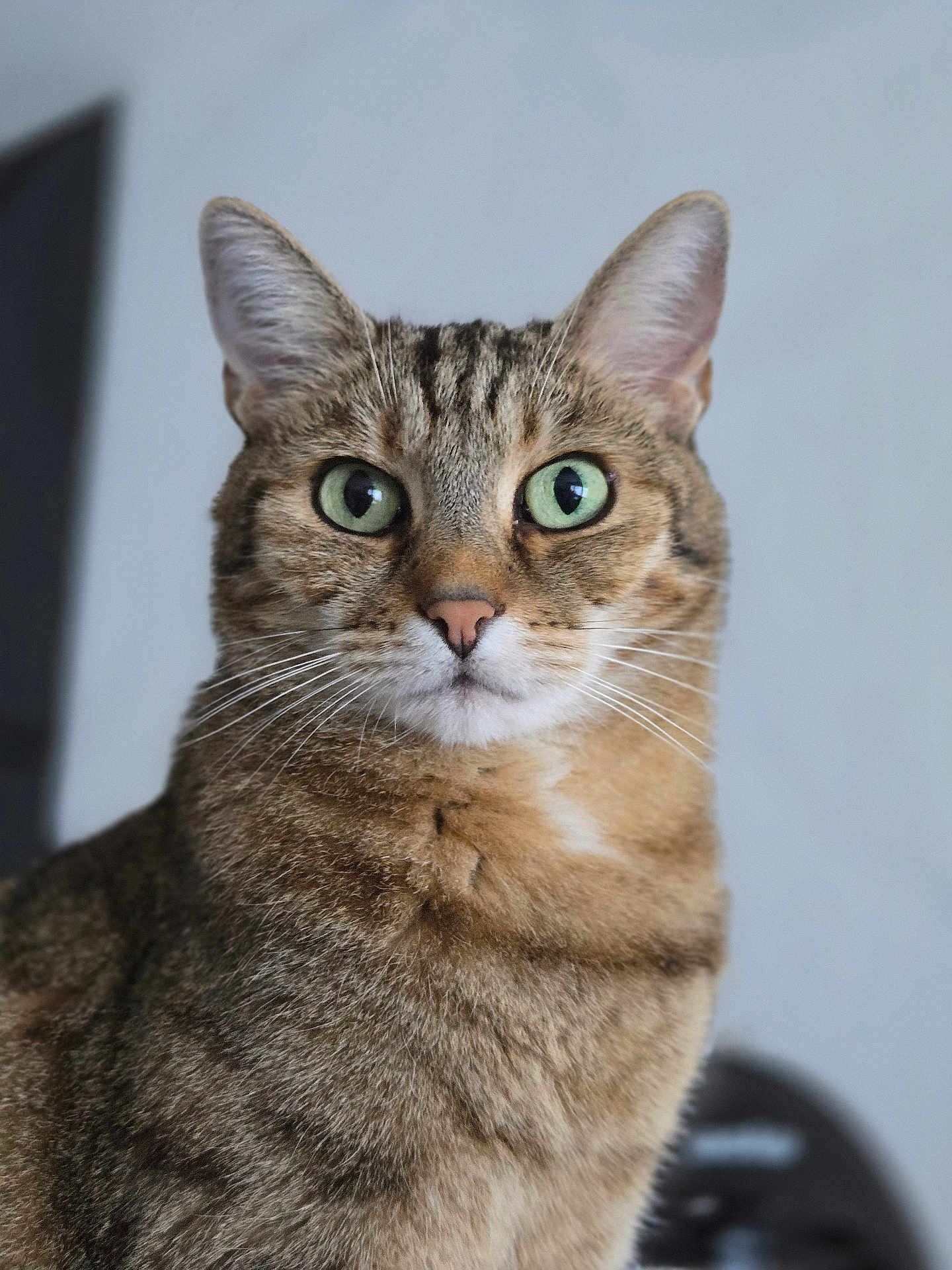 Nymphe a rejoint le concours — aidez-le/la à gagner de superbes lots ! animal, brown, cat, close_up, curious, domestic_cat, ears, face, feline, focused, fur, green_eyes, indoor, looking, mammal, pet, portrait, soft_background, tabby, whiskers