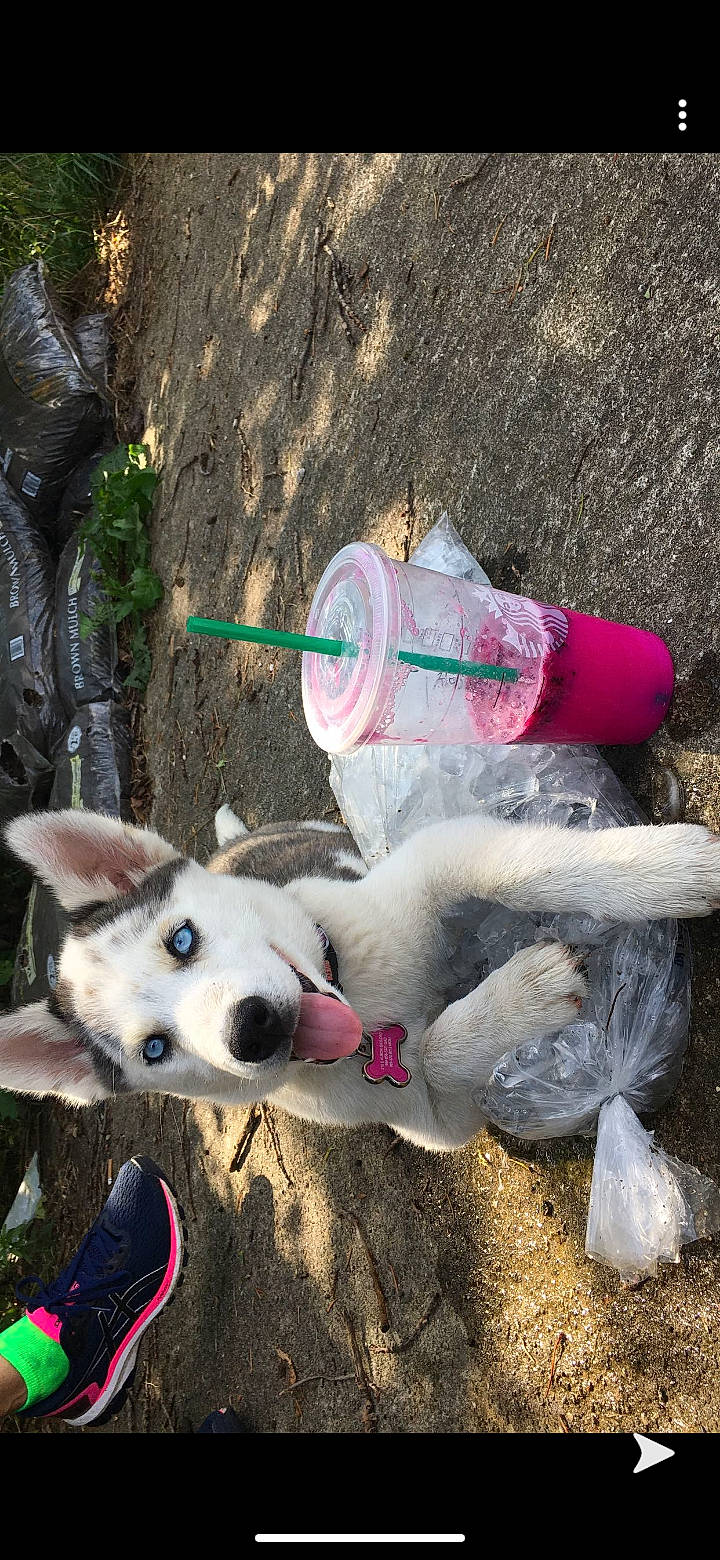 Luna is registered to the contest to win money with this photo: adventure, canidae, carnivore, companion_dog, dog, dog_breed, fawn, fun, grass, herding_dog, plant, plastic, plastic_bottle, recreation, soil, sporting_group, tree, walking, water, working_dog