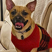 Mocha is registered to the contest to win money with this photo: dog, pet, sweater, red, couch, indoor, smiling, happy, ears_up, tongue_out, collar, tag, furniture, canine, domestic_animal, animal, cute, portrait, relaxed, companion