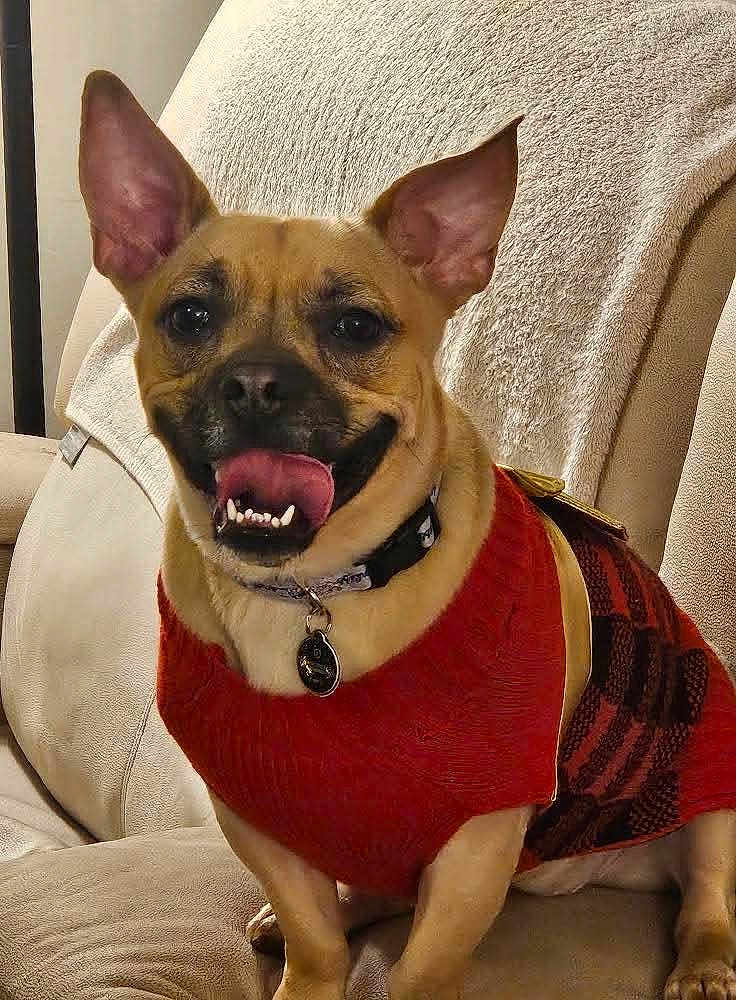 Mocha is registered to the contest to win money with this photo: dog, pet, sweater, red, couch, indoor, smiling, happy, ears_up, tongue_out, collar, tag, furniture, canine, domestic_animal, animal, cute, portrait, relaxed, companion