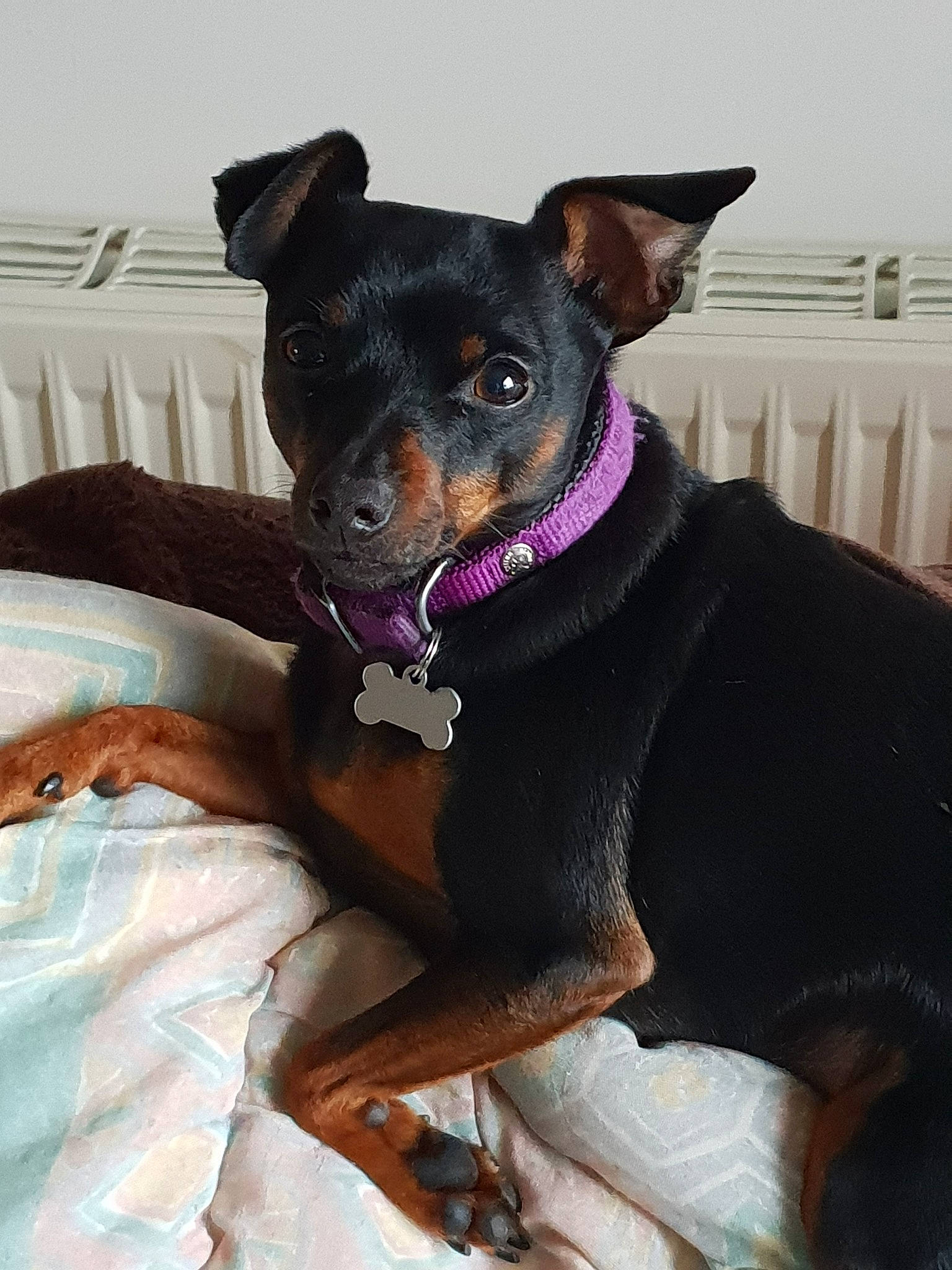 Iouki participe au concours pour gagner de l'argent avec cette photo : black_and_tan_terrier, canidae, carnivore, companion_dog, dog, dog_breed, dog_collar, english_toy_terrier, german_pinscher, mammal, manchester_terrier, miniature_fox_terrier, miniature_pinscher, pinscher, prazsky_krysarik, rat_terrier, snout, toy_dog, toy_manchester_terrier, vertebrate