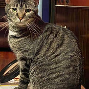 Billie joined the competition — help win amazing prizes! animal, background_blur, cat, close_up, clutter, cozy, domestic, feline, fur, green_eyes, household, indoor, looking_at_camera, pet, portrait, sitting, tabby_cat, table, whiskers, wood_paneling