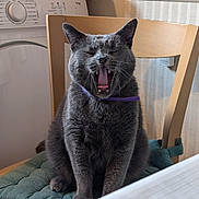 Poulet a rejoint le concours — aidez-le/la à gagner de superbes lots ! abyssinian, animal, appliance, bodypart, cat, couch, device, electricaldevice, furniture, hardwood, indoors, interiordesign, laundry, manx, mouth, person, pet, plywood, washer, wood