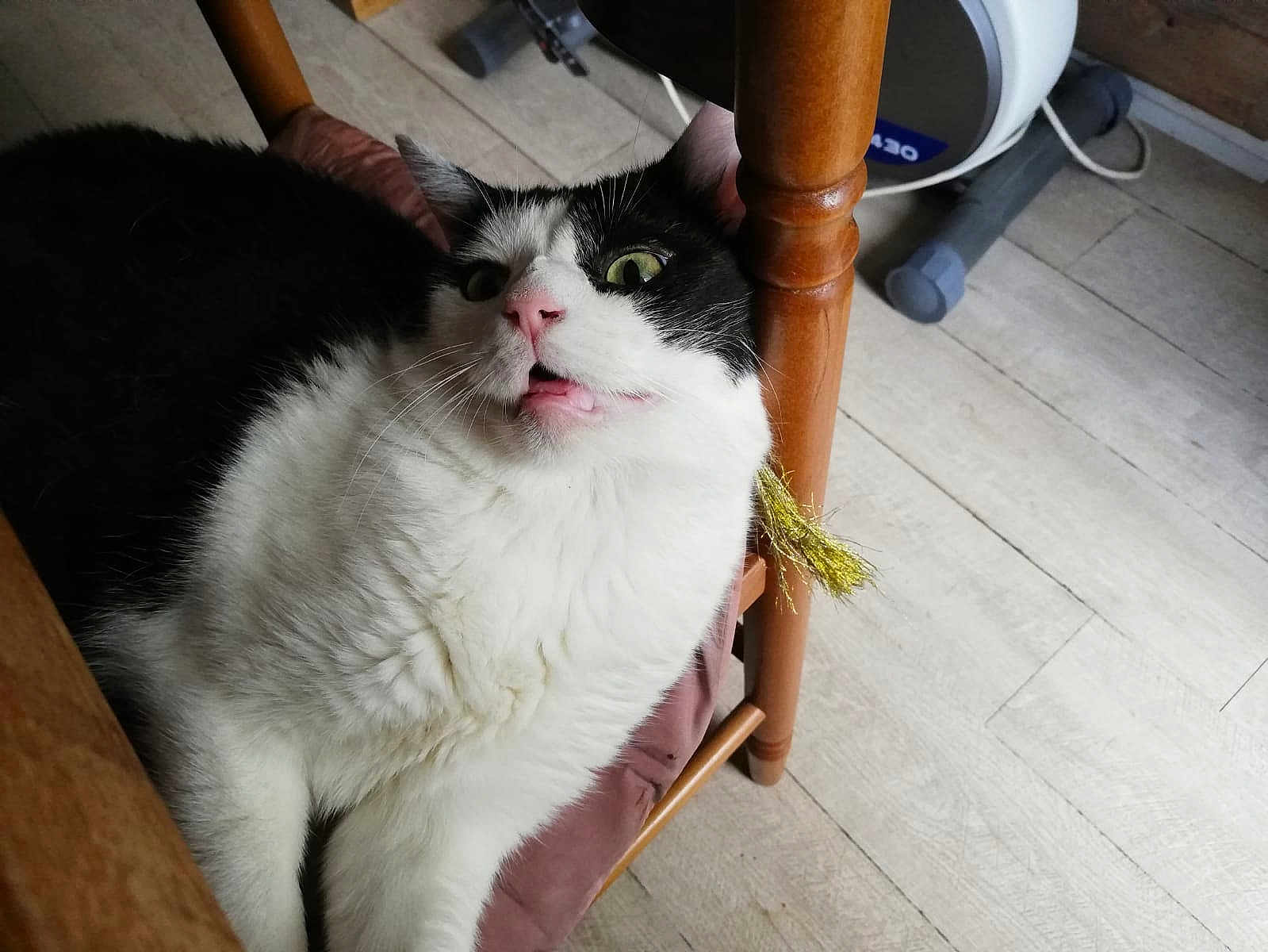 Gaston