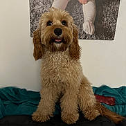 Millie is registered to the contest to win money with this photo: dog, curly_fur, brown_fur, pet, indoor, couch, blanket, toy, portrait, looking_at_camera, happy, cute, animal, fur, home, living_room, canine, sitting, domestic_animal, furniture