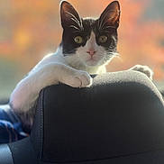 Mio is registered to the contest to win money with this photo: animal, autumn_colors, black_and_white, blurred_background, car_seat, cat, close_up, cozy, curious, ears, feline, indoor, looking, paws, pet, portrait, seat, soft_light, sunlight, whiskers