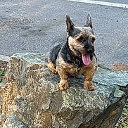 Milo joined the competition — help win amazing prizes! dog, pet, animal, rock, outdoor, tongue_out, small_dog, fur, ears, collar, pavement, nature, grass, daylight, alert, cute, sitting, side_view, texture, street