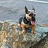 dog, pet, animal, rock, outdoor, tongue_out, small_dog, fur, ears, collar, pavement, nature, grass, daylight, alert, cute, sitting, side_view, texture, street