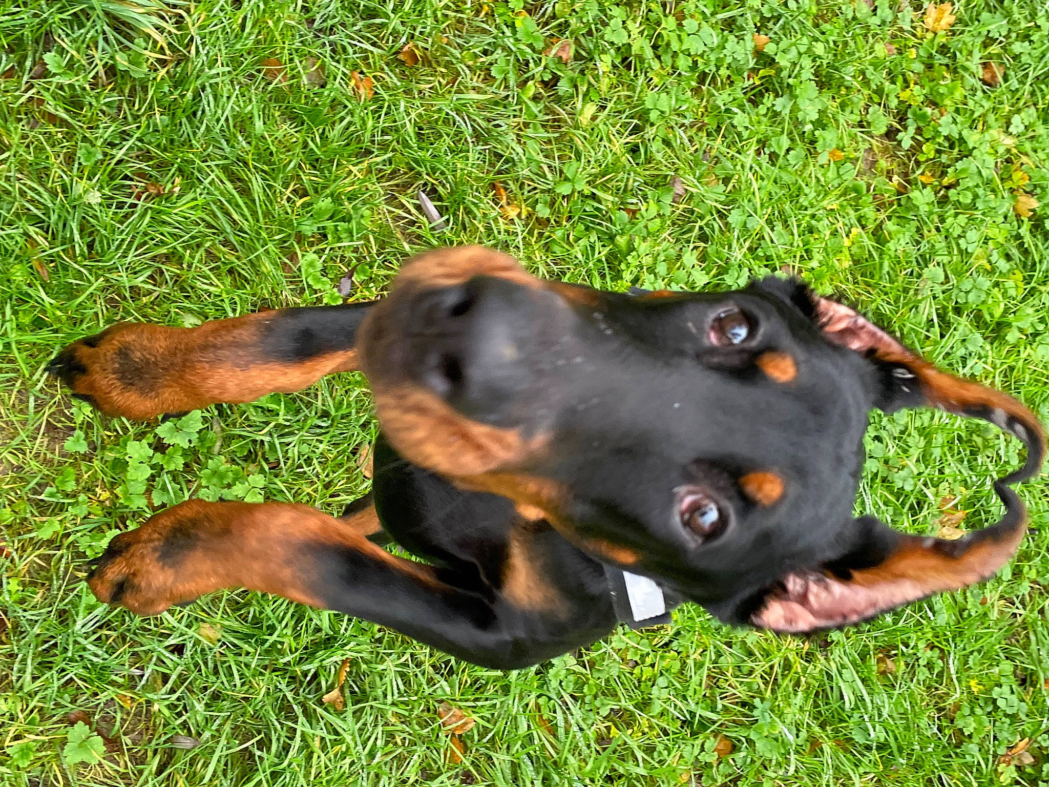 Black participe au concours pour gagner de l'argent avec cette photo : austrian_black_and_tan_hound, canidae, carnivore, collar, companion_dog, dog, dog_breed, fawn, grass, guard_dog, hound, hunting_dog, pinscher, plant, snout, sporting_group, terrestrial_animal, working_animal, working_dog