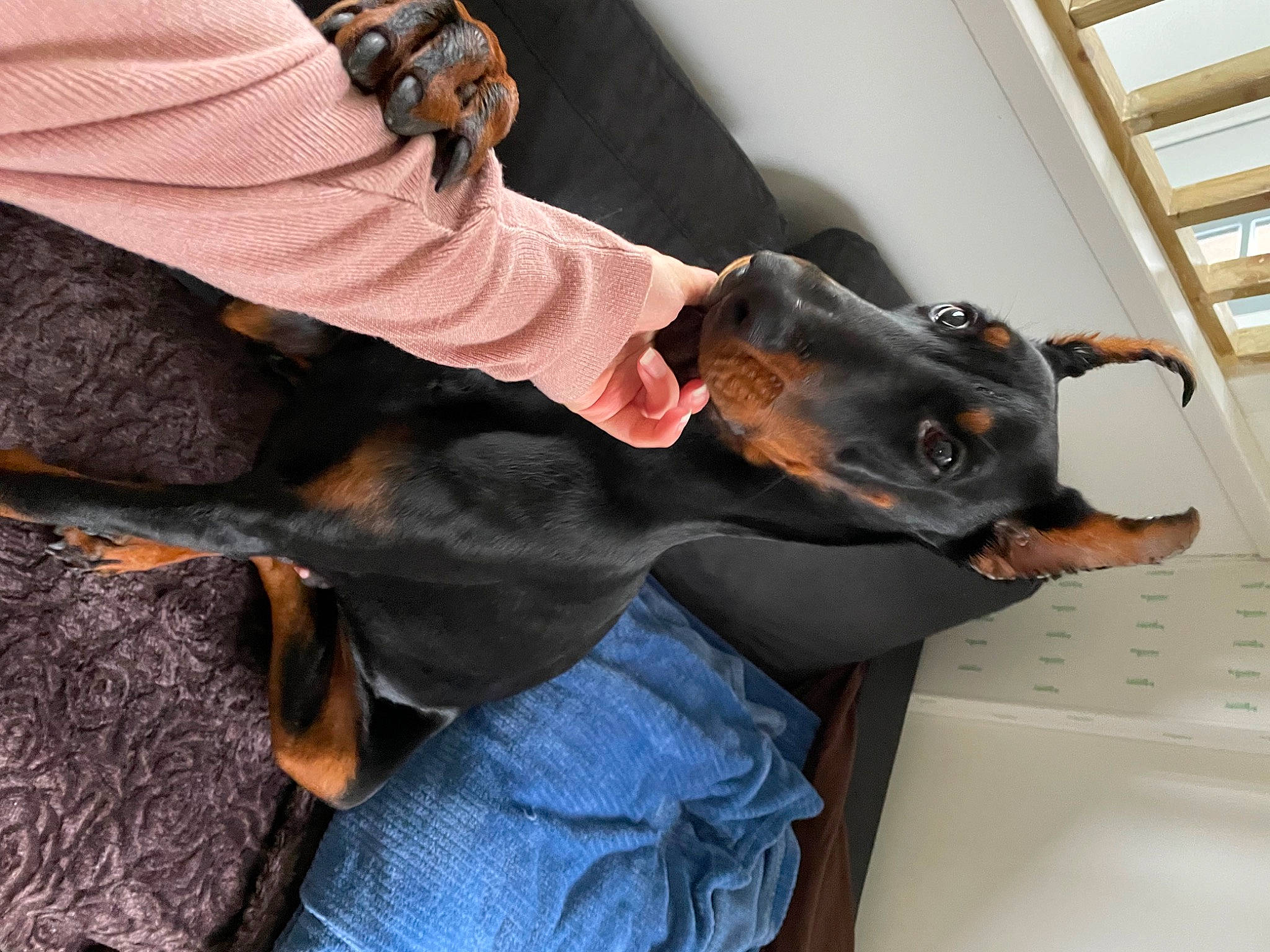 Black a rejoint le concours — aidez-le/la à gagner de superbes lots ! canidae, carnivore, collar, companion_dog, dobermann, dog, dog_breed, dog_collar, ear, fawn, fur, gesture, guard_dog, pinscher, prazsky_krysarik, sporting_group, toy_dog, window, working_animal, wrist