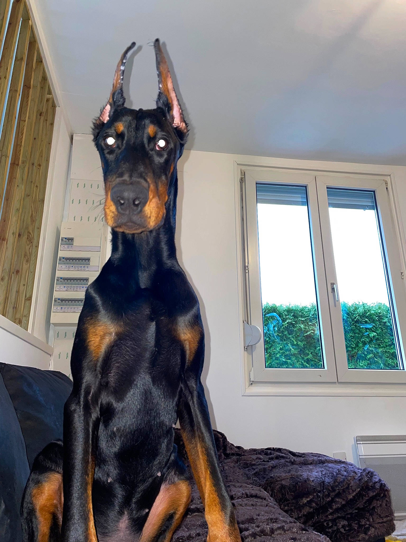 Black a rejoint le concours — aidez-le/la à gagner de superbes lots ! brown, carnivore, collar, comfort, companion_dog, dobermann, dog, dog_breed, fawn, fixture, guard_dog, liver, pet_supply, pinscher, sash_window, snout, toy_dog, window, working_animal, working_dog