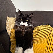 Uzo a rejoint le concours — aidez-le/la à gagner de superbes lots ! animal, black_and_white, cat, close_up, couch, cozy, cute, domestic_animal, feline, fluffy, fur, home, indoor, long_hair, pet, relaxed, resting, soft_texture, whiskers, yellow_pillow