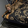Fifty joined the competition — help win amazing prizes! dog, bed, bedding, indoor, furniture, pattern, brown_dog, resting, looking, canine, pet, domestic, sleeping_area, household, room, blanket, comfort, fur, animal, lying_down