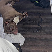 Fifty is registered to the contest to win money with this photo: dog, brown_dog, lying_down, wooden_floor, shoe, snake, white_cloth, indoor, pet, animal, floor, relaxed, looking, curious, domestic, paw, head, snout, ears, tongue