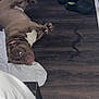 dog, brown_dog, lying_down, wooden_floor, shoe, snake, white_cloth, indoor, pet, animal, floor, relaxed, looking, curious, domestic, paw, head, snout, ears, tongue