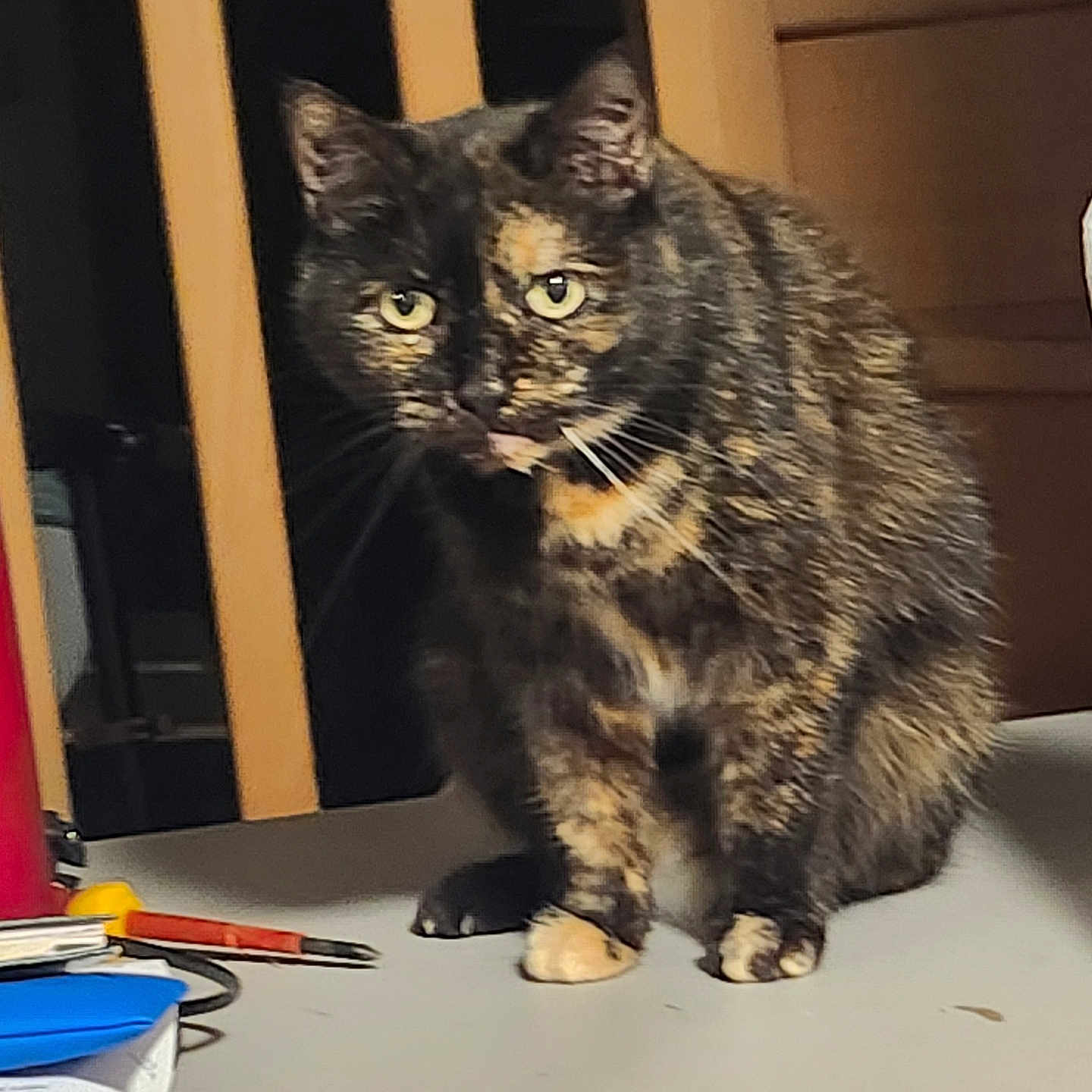 Minette participe au concours pour gagner de l'argent avec cette photo : cat, tortoiseshell, yellow_eyes, table, pen, papers, wooden_chair, cabinet, indoor, pet, feline, animal, sitting, alert, fur, whiskers, claws, domestic, curious, household