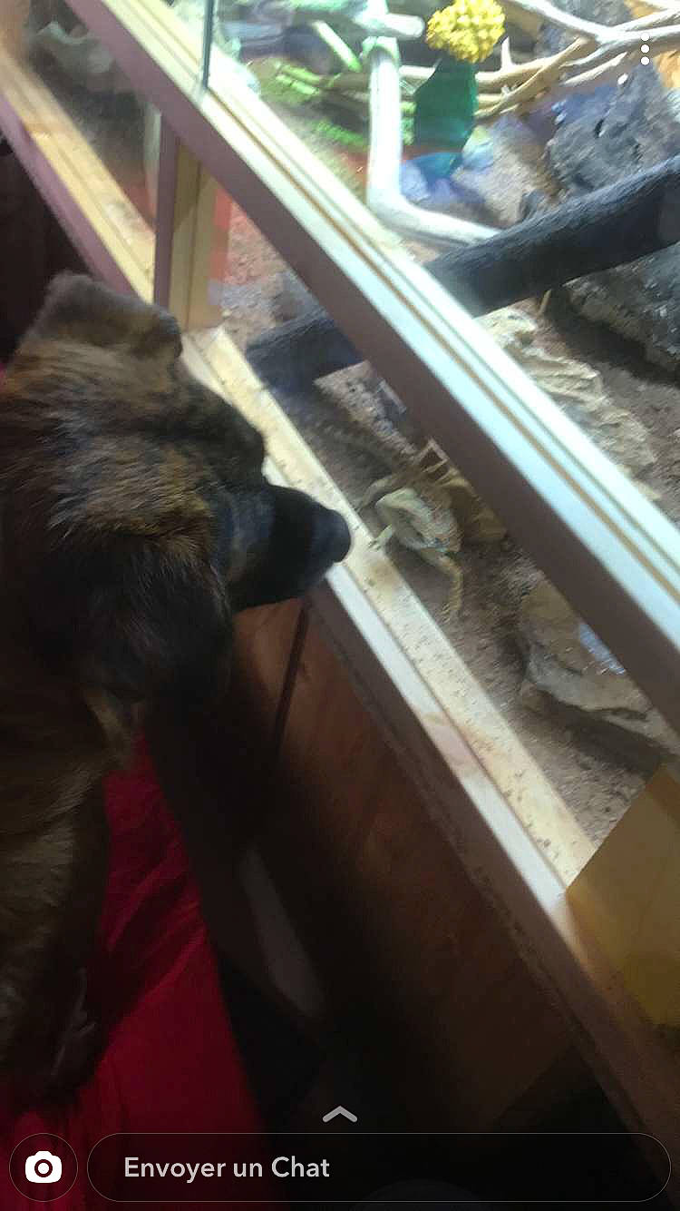 Musky participe au concours pour gagner de l'argent avec cette photo : auto_part, automotive_exterior, automotive_window_part, bombay, cat, dog_breed, domestic_short_haired_cat, felidae, flooring, fur, glass, liver, metal, small_to_medium_sized_cats, tail, terrestrial_animal, tints_and_shades, whiskers, window, wood