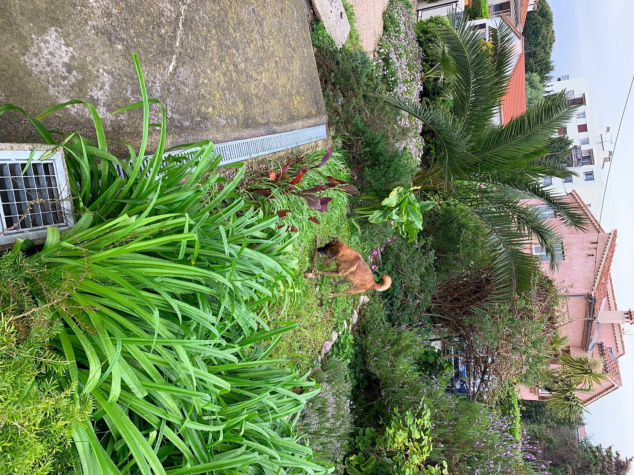 Musky participe au concours pour gagner de l'argent avec cette photo : arecales, botany, building, conifer, evergreen, flower, flowering_plant, garden, grass, green, groundcover, landscape, landscaping, leaf, plant, shrub, terrestrial_plant, tree, urban_design, vegetation