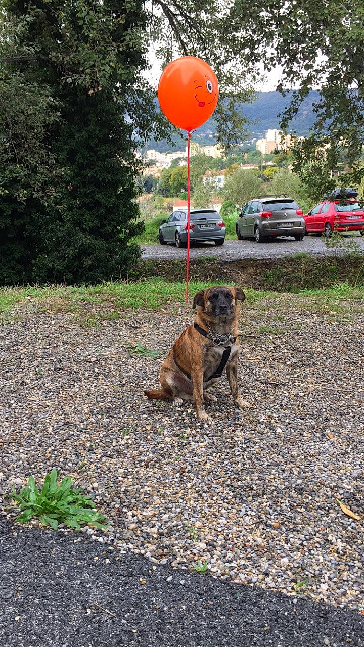 Musky a rejoint le concours — aidez-le/la à gagner de superbes lots ! balloon, car, carnivore, companion_dog, dog, dog_breed, fawn, grass, land_vehicle, landscape, leaf, plant, road_surface, sky, tail, tire, tree, vehicle, wheel, working_animal
