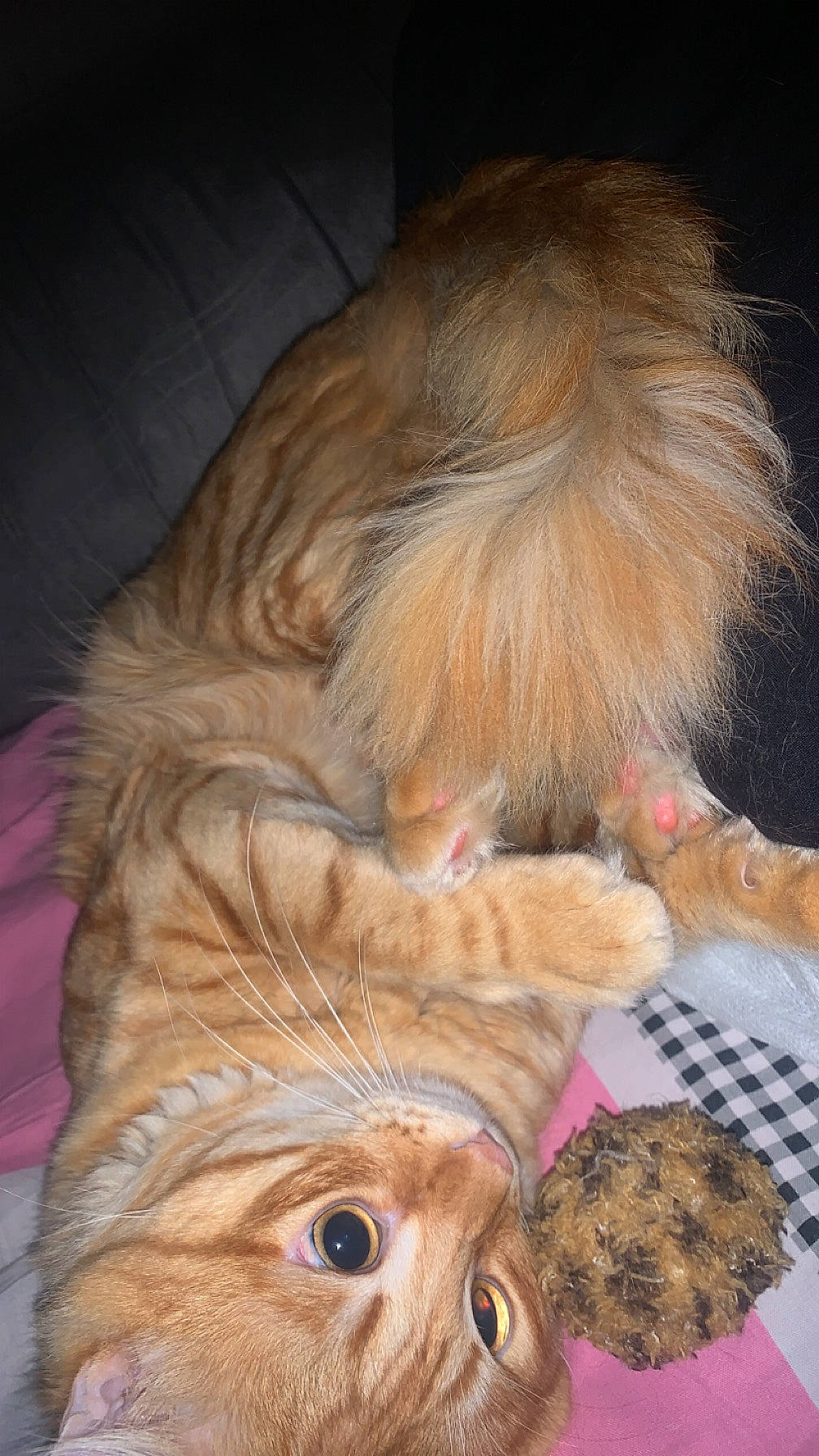 Symba a rejoint le concours — aidez-le/la à gagner de superbes lots ! canidae, carnivore, cat, claw, companion_dog, dog_breed, domestic_short_haired_cat, ear, fawn, felidae, fur, hair, head, liver, paw, small_to_medium_sized_cats, snout, sporting_group, tail, whiskers