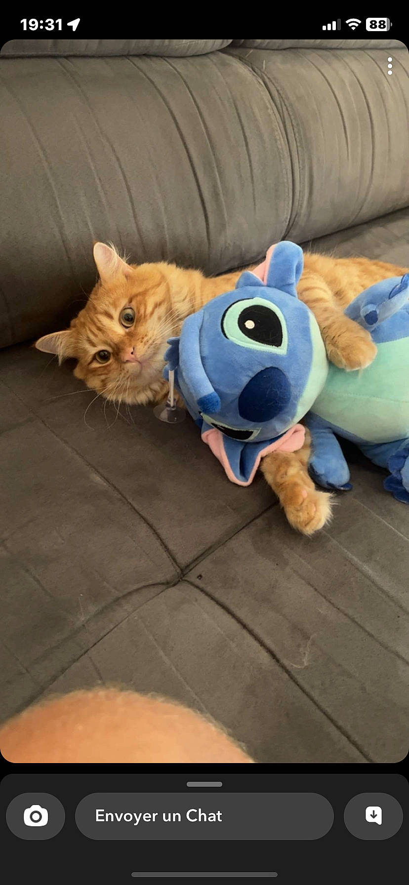 Symba a rejoint le concours — aidez-le/la à gagner de superbes lots ! canidae, carnivore, cat, comfort, companion_dog, couch, dog_breed, electric_blue, fawn, felidae, flooring, fur, plush, small_to_medium_sized_cats, snout, tail, teddy_bear, toy, whiskers, working_animal