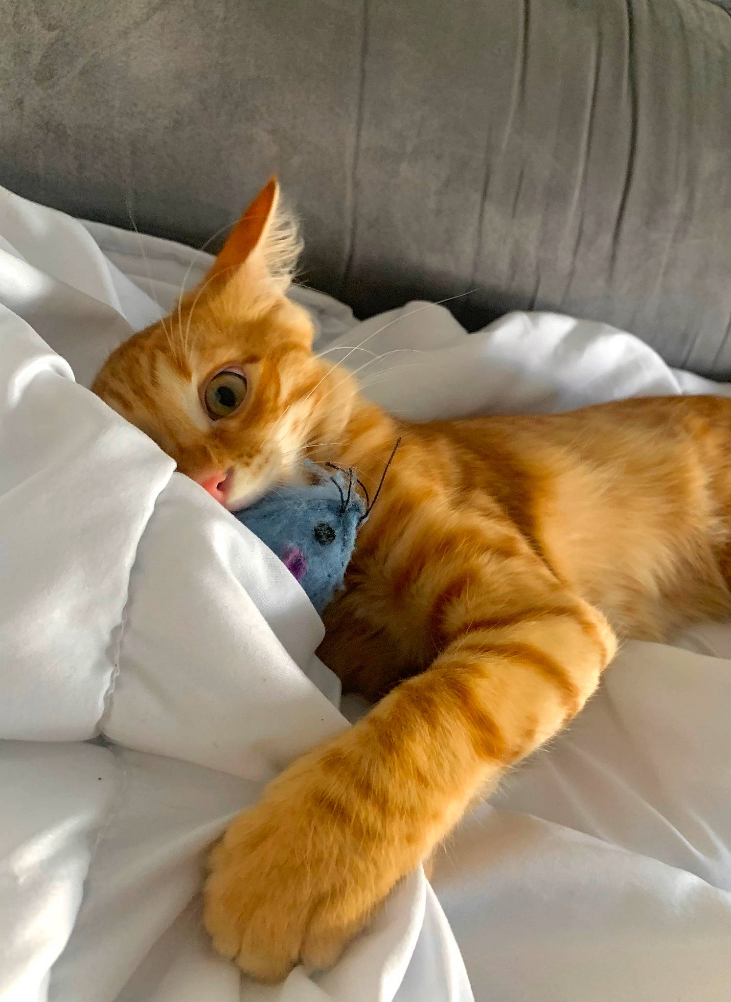 Symba a rejoint le concours — aidez-le/la à gagner de superbes lots ! bed, bedding, carnivore, cat, claw, comfort, companion_dog, couch, domestic_short_haired_cat, fawn, felidae, fur, linens, nap, paw, small_to_medium_sized_cats, snout, tail, terrestrial_animal, whiskers