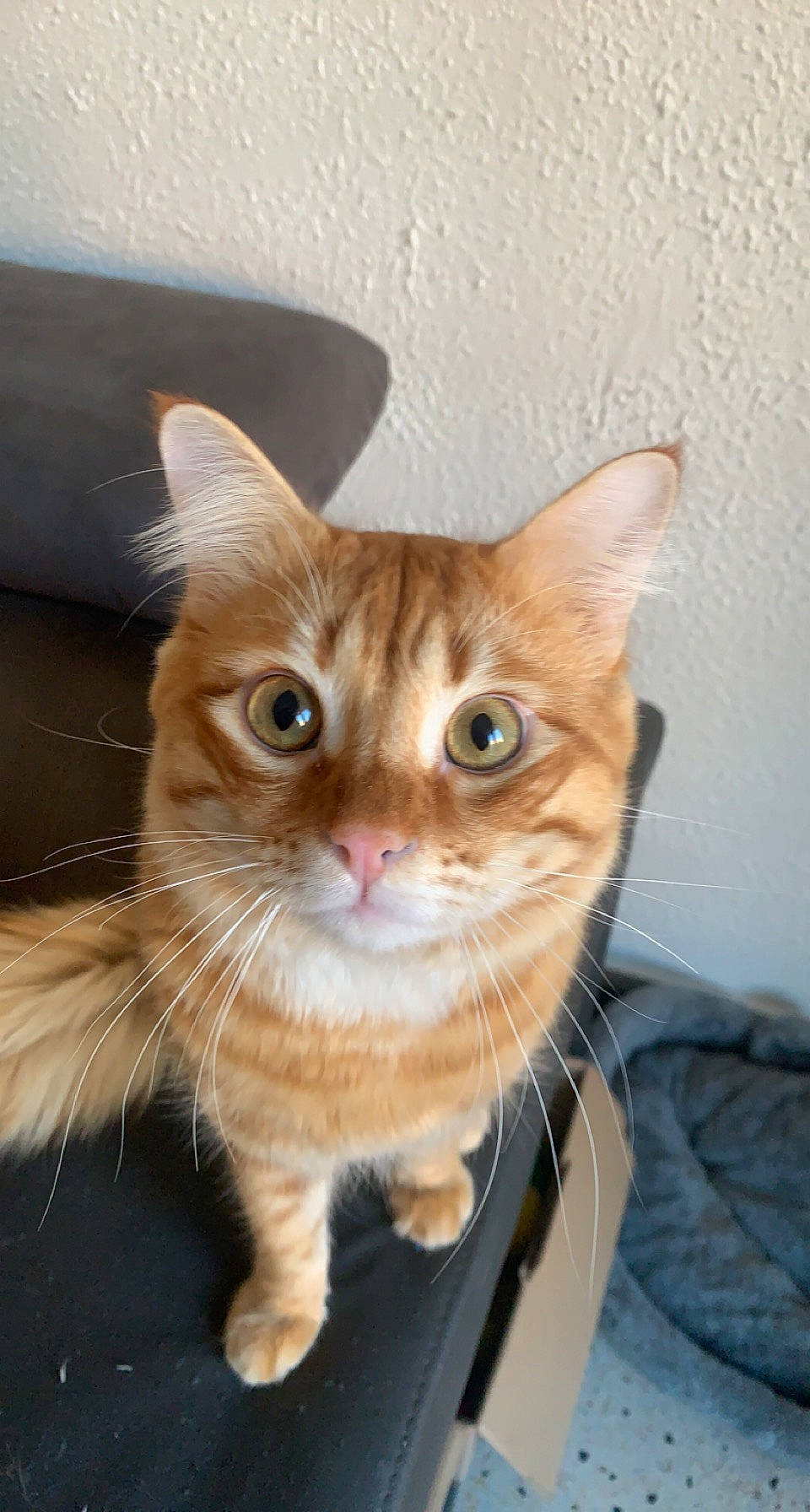 Symba a rejoint le concours — aidez-le/la à gagner de superbes lots ! carnivore, cat, claw, domestic_short_haired_cat, eye, fawn, felidae, fur, paw, pet_supply, sitting, small_to_medium_sized_cats, snout, tail, whiskers, window, wood