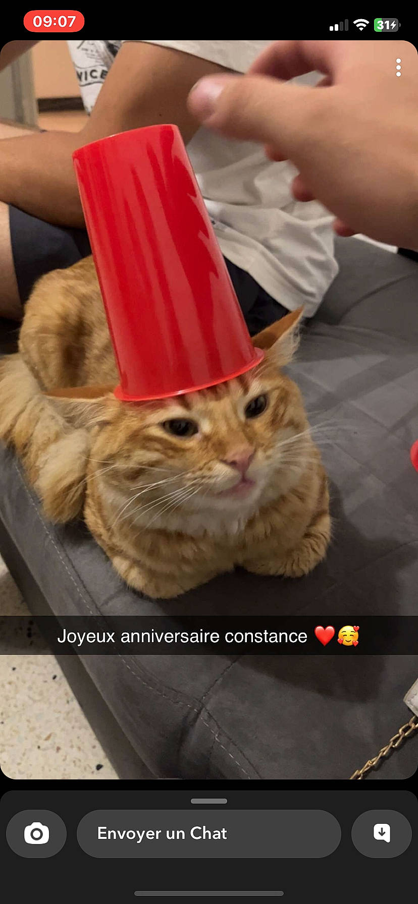 Symba a rejoint le concours — aidez-le/la à gagner de superbes lots ! carnivore, cat, cone, costume_hat, domestic_short_haired_cat, event, fashion_accessory, fawn, felidae, font, fur, hat, paper_bag, party_hat, photo_caption, small_to_medium_sized_cats, tail, whiskers, wood