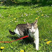 Luffy a rejoint le concours — aidez-le/la à gagner de superbes lots ! cat, tabby, white, leash, grass, dandelion, flowers, outdoor, nature, sunlight, animal, pet, walking, greenery, meadow, spring, daylight, feline, closeup, curious