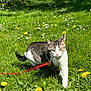 cat, tabby, white, leash, grass, dandelion, flowers, outdoor, nature, sunlight, animal, pet, walking, greenery, meadow, spring, daylight, feline, closeup, curious