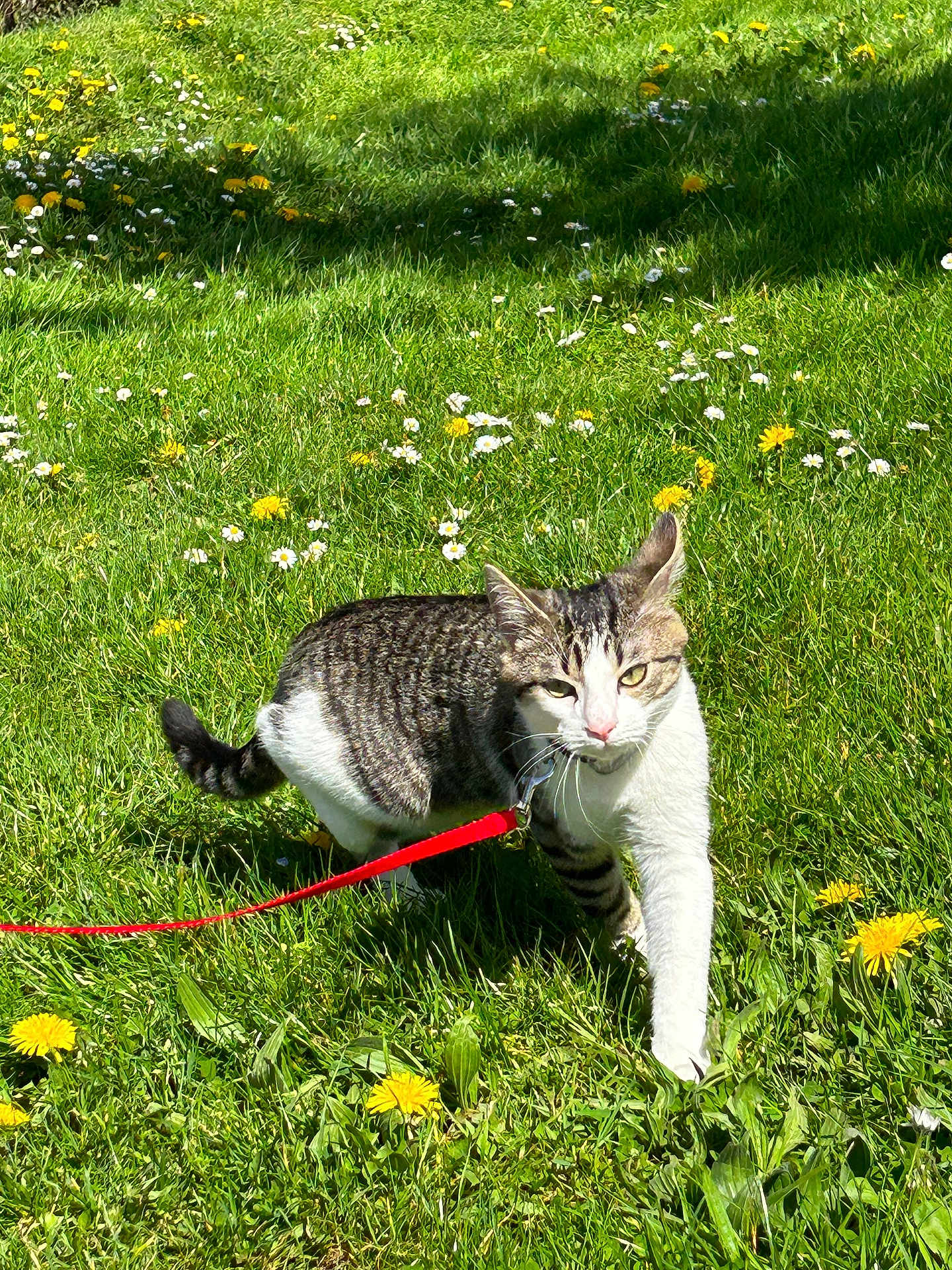 Luffy a rejoint le concours — aidez-le/la à gagner de superbes lots ! cat, tabby, white, leash, grass, dandelion, flowers, outdoor, nature, sunlight, animal, pet, walking, greenery, meadow, spring, daylight, feline, closeup, curious