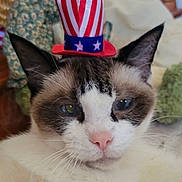 Tonto is registered to the contest to win money with this photo: cat, blue_eyes, hat, patriotic, indoor, close_up, fur, whiskers, pink_nose, ears, face, domestic_cat, cute, animal, pet, resting, portrait, soft, blurred_background, decor