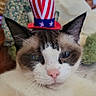 cat, blue_eyes, hat, patriotic, indoor, close_up, fur, whiskers, pink_nose, ears, face, domestic_cat, cute, animal, pet, resting, portrait, soft, blurred_background, decor