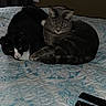 Smokey is registered to the contest to win money with this photo: cat, cats, bed, quilt, remote_control, black_cat, gray_cat, tabby_cat, indoor, feline, pets, resting, cozy, animal, sleeping, domestic_animal, two_animals, close_up, fur, companion