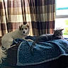 Smokey is registered to the contest to win money with this photo: dog, cat, blanket, couch, indoor, pet, animal, window, curtains, striped_curtains, relaxing, furniture, cozy, domestic, household, companion, resting, small_dog, gray_cat, natural_light