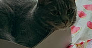 Smokey is registered to the contest to win money with this photo: cat, gray_cat, tabby, cardboard_box, box, tablecloth, watermelon_pattern, indoor, curtain, teal_curtain, feline, pet, animal, cozy, sitting, looking, curious, fabric, wood, surface