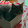cat, gray_cat, tabby, cardboard_box, box, tablecloth, watermelon_pattern, indoor, curtain, teal_curtain, feline, pet, animal, cozy, sitting, looking, curious, fabric, wood, surface
