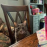 cat, gray_tabby, chair, wooden_table, couch, window, cabinet, household_items, indoor, furniture, curious, pet, domestic_animal, tablecloth, pink_cup, natural_light, home, cozy, seated, looking_at_camera