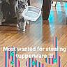 cat, plastic_container, wooden_floor, indoor, furniture_leg, pet, animal, blurred, floor, domestic, playful, container, funny_text, caption, striped_text_overlay, home, curious, stealing, tupperware, cute